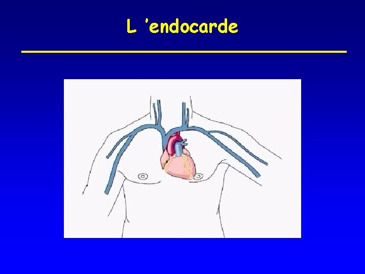 L ’endocarde 