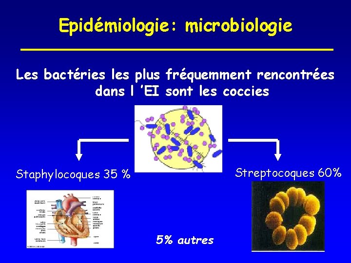 Epidémiologie: microbiologie Les bactéries les plus fréquemment rencontrées dans l ’EI sont les coccies