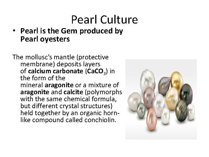 Pearl Culture • Pearl is the Gem produced by Pearl oyesters The mollusc's mantle