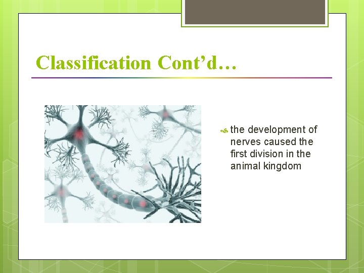 Classification Cont’d… the development of nerves caused the first division in the animal kingdom