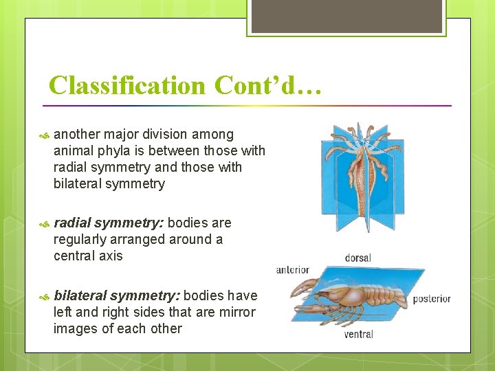 Classification Cont’d… another major division among animal phyla is between those with radial symmetry