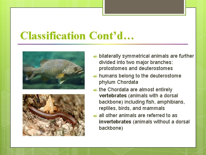 Classification Cont’d… bilaterally symmetrical animals are further divided into two major branches: protostomes and