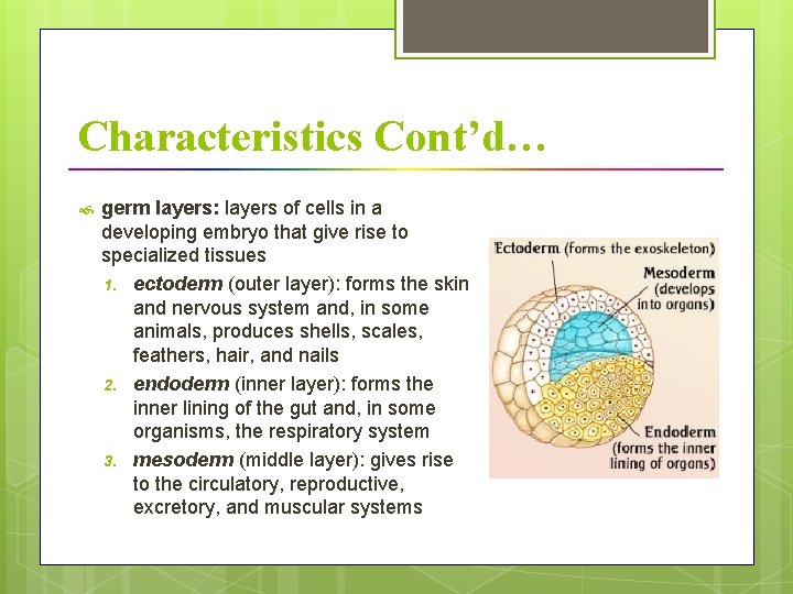 Characteristics Cont’d… germ layers: layers of cells in a developing embryo that give rise