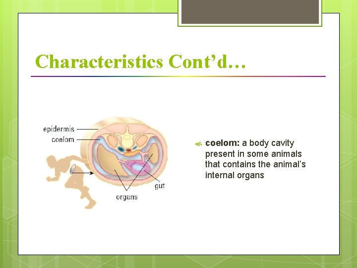 Characteristics Cont’d… coelom: a body cavity present in some animals that contains the animal’s