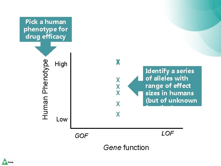 Human Phenotype Pick a human phenotype for drug efficacy X X High X X