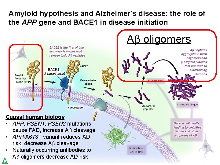 Amyloid hypothesis and Alzheimer’s disease: the role of the APP gene and BACE 1