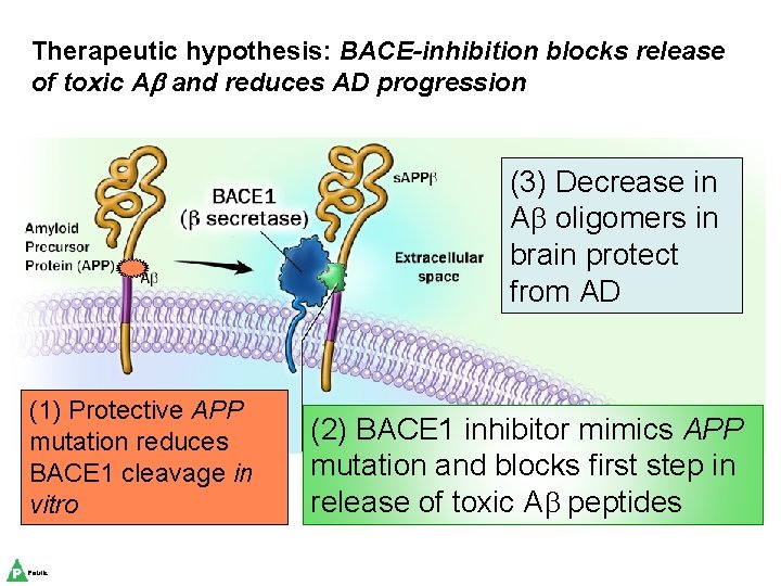 Therapeutic hypothesis: BACE-inhibition blocks release of toxic Ab and reduces AD progression (3) Decrease