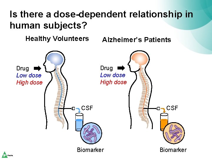 Is there a dose-dependent relationship in human subjects? Healthy Volunteers Alzheimer’s Patients Drug Low