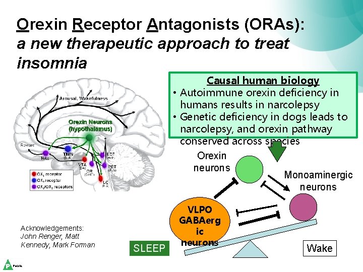 Orexin Receptor Antagonists (ORAs): a new therapeutic approach to treat insomnia Causal human biology