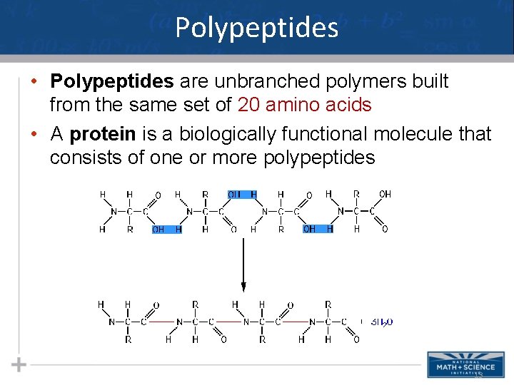 Polypeptides • Polypeptides are unbranched polymers built from the same set of 20 amino