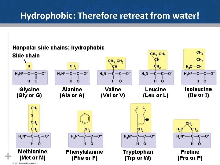 Hydrophobic: Therefore retreat from water! Nonpolar side chains; hydrophobic Side chain Glycine (Gly or