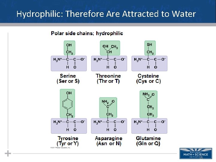 Hydrophilic: Therefore Attracted to Water 15 