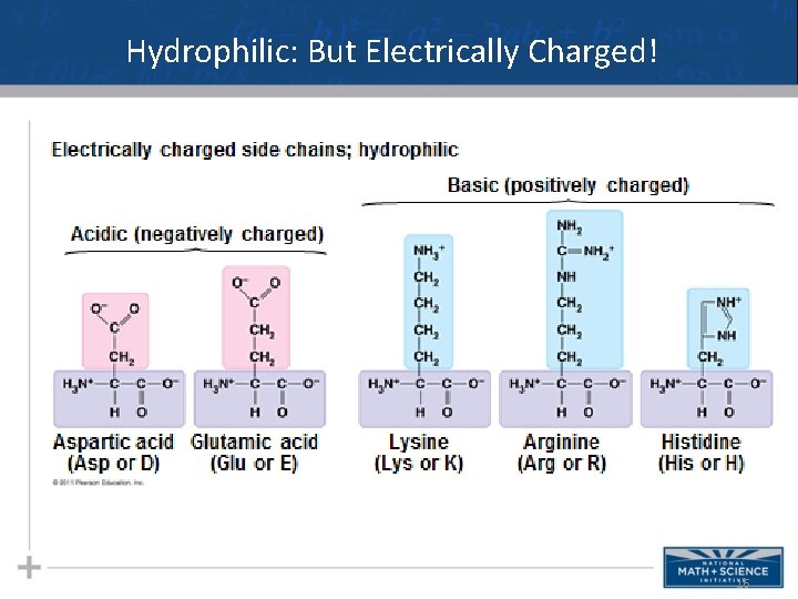 Hydrophilic: But Electrically Charged! 16 