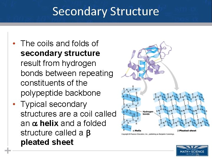 Secondary Structure • The coils and folds of secondary structure result from hydrogen bonds