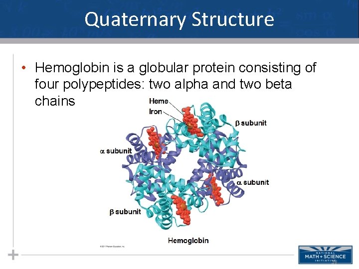 Quaternary Structure • Hemoglobin is a globular protein consisting of four polypeptides: two alpha