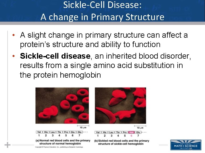 Sickle-Cell Disease: A change in Primary Structure • A slight change in primary structure