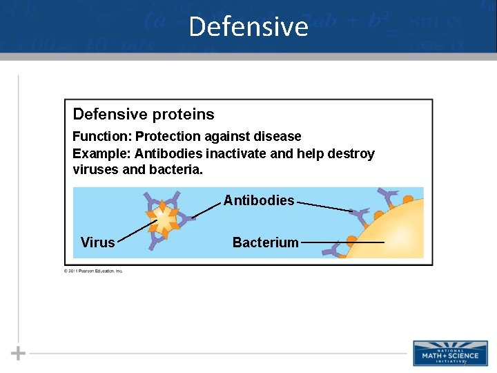 Defensive proteins Function: Protection against disease Example: Antibodies inactivate and help destroy viruses and