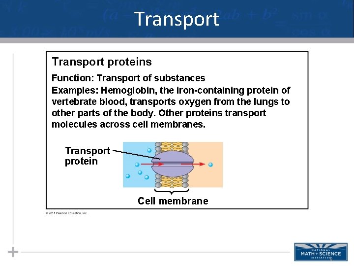 Transport proteins Function: Transport of substances Examples: Hemoglobin, the iron-containing protein of vertebrate blood,