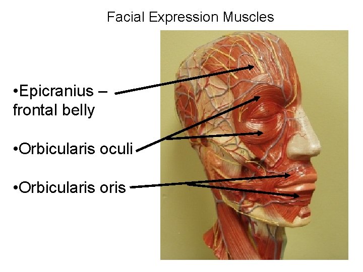 Facial Expression Muscles • Epicranius – frontal belly • Orbicularis oculi • Orbicularis oris
