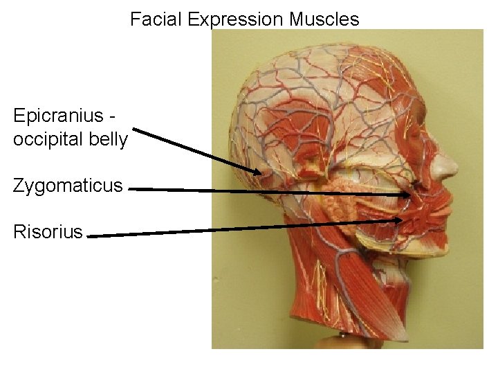 Facial Expression Muscles Epicranius - occipital belly Zygomaticus Risorius 