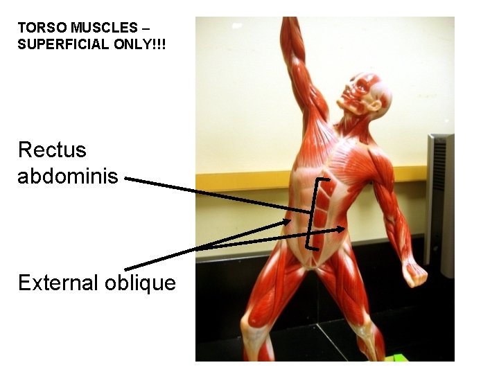 TORSO MUSCLES – SUPERFICIAL ONLY!!! Rectus abdominis External oblique 