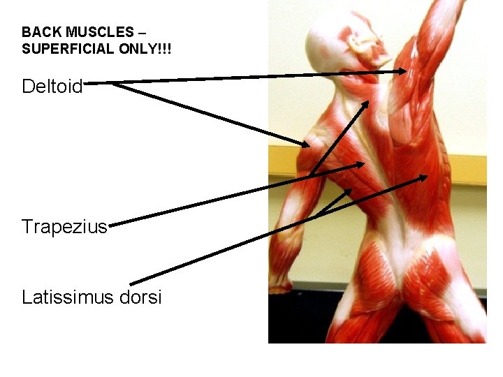 BACK MUSCLES – SUPERFICIAL ONLY!!! Deltoid Trapezius Latissimus dorsi 