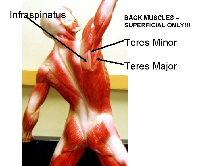 Infraspinatus BACK MUSCLES – SUPERFICIAL ONLY!!! Teres Minor Teres Major 