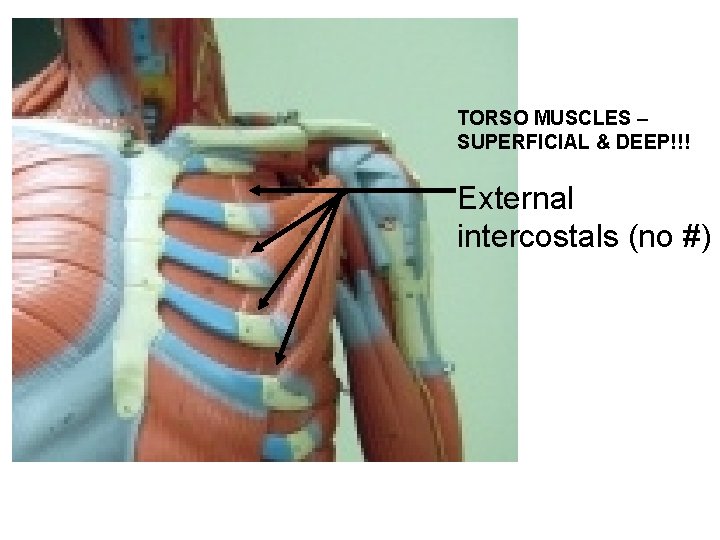 TORSO MUSCLES – SUPERFICIAL & DEEP!!! External intercostals (no #) 