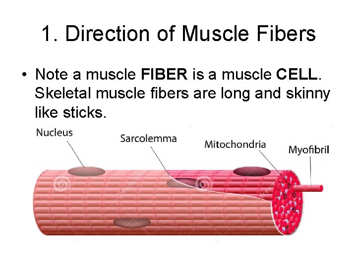 1. Direction of Muscle Fibers • Note a muscle FIBER is a muscle CELL.