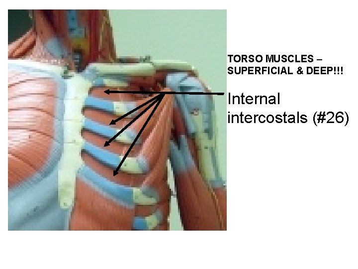 TORSO MUSCLES – SUPERFICIAL & DEEP!!! Internal intercostals (#26) 