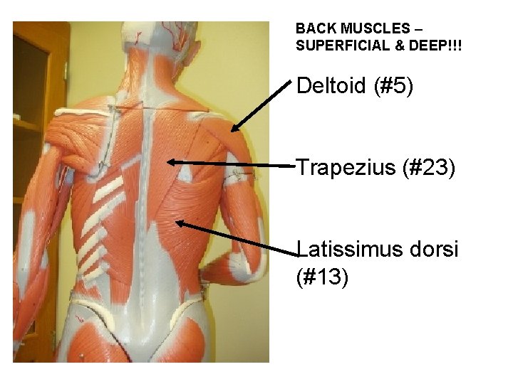 BACK MUSCLES – SUPERFICIAL & DEEP!!! Deltoid (#5) Trapezius (#23) Latissimus dorsi (#13) 