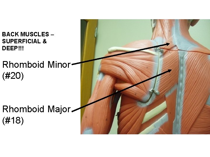 BACK MUSCLES – SUPERFICIAL & DEEP!!! Rhomboid Minor (#20) Rhomboid Major (#18) 