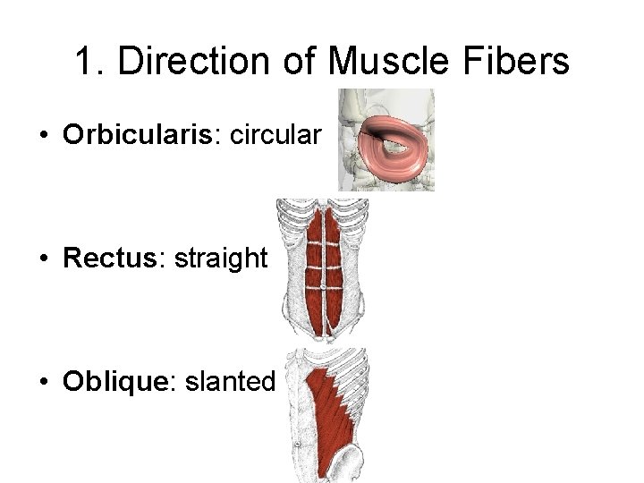 1. Direction of Muscle Fibers • Orbicularis: circular • Rectus: straight • Oblique: slanted