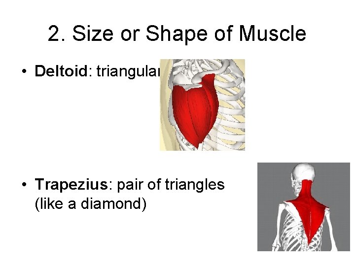 2. Size or Shape of Muscle • Deltoid: triangular • Trapezius: pair of triangles