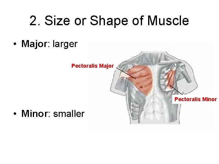 2. Size or Shape of Muscle • Major: larger Pectoralis Major Pectoralis Minor •