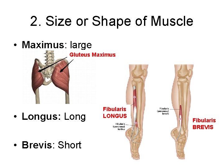 2. Size or Shape of Muscle • Maximus: large Gluteus Maximus • Longus: Long