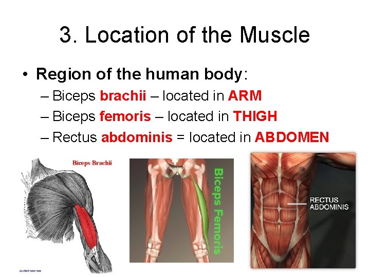 3. Location of the Muscle • Region of the human body: – Biceps brachii
