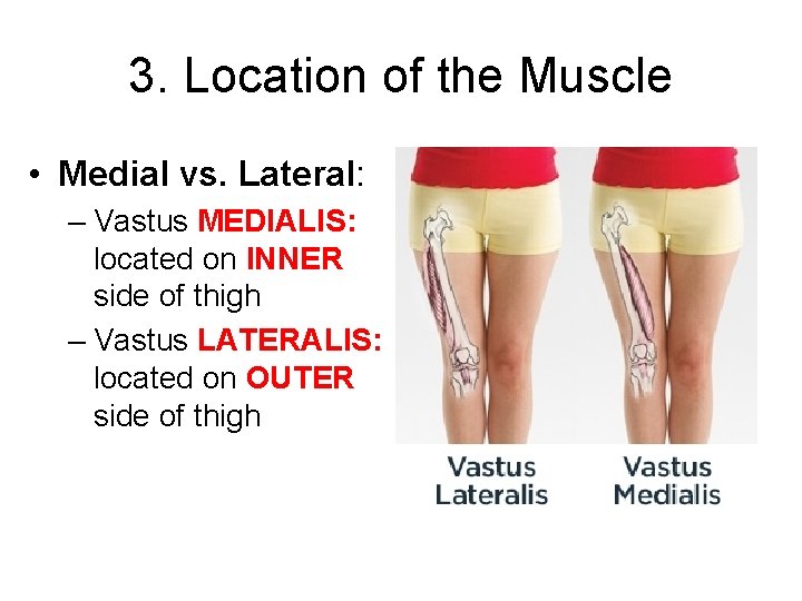 3. Location of the Muscle • Medial vs. Lateral: – Vastus MEDIALIS: located on
