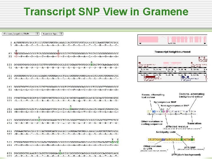 Transcript SNP View in Gramene 