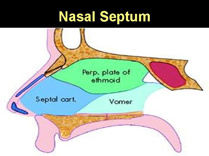 Nasal Septum 