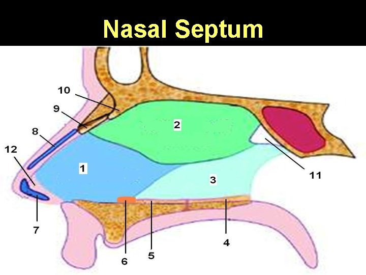 Nasal Septum 