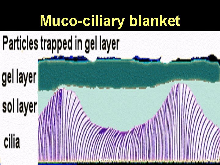 Muco-ciliary blanket 