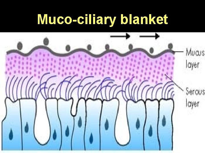 Muco-ciliary blanket 