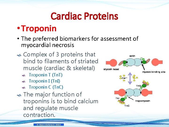 Cardiac Proteins • Troponin • The preferred biomarkers for assessment of myocardial necrosis Complex Cardiac Proteins • Troponin • The preferred biomarkers for assessment of myocardial necrosis Complex
