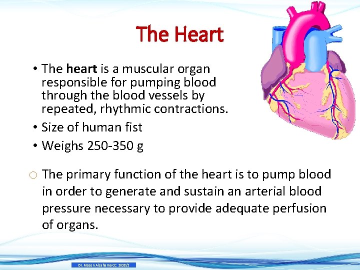 The Heart • The heart is a muscular organ responsible for pumping blood through The Heart • The heart is a muscular organ responsible for pumping blood through