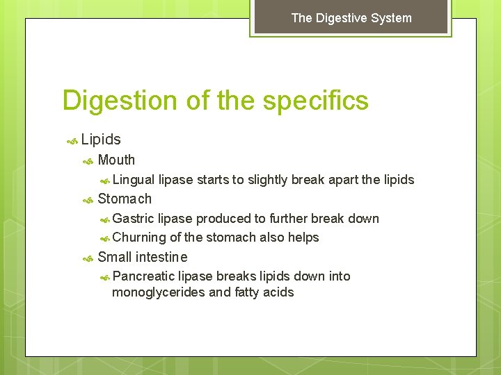 The Digestive System Digestion of the specifics Lipids Mouth Lingual lipase starts to slightly