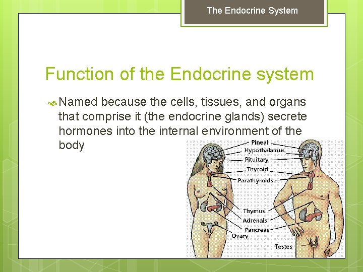 The Endocrine System Function of the Endocrine system Named because the cells, tissues, and