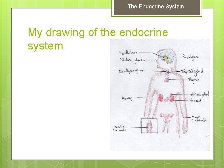 The Endocrine System My drawing of the endocrine system 