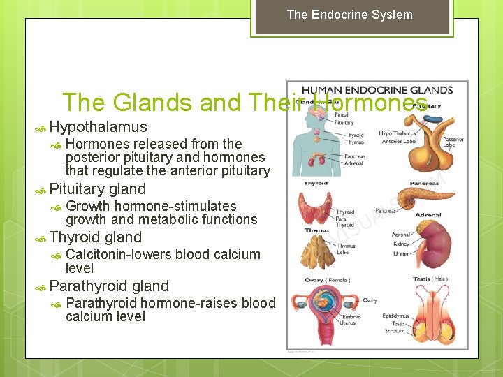 The Endocrine System The Glands and Their Hormones Hypothalamus Hormones released from the posterior