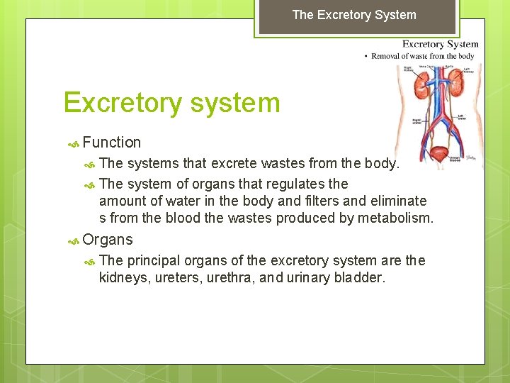 The Excretory System Excretory system Function The systems that excrete wastes from the body.